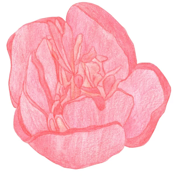 Matita disegno grande fiore di peonia rosso isolato — Foto Stock