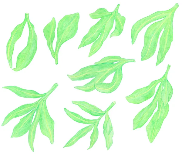 Akvarel Tužky kreslení zelené pivoňkové listy izolované — Stock fotografie
