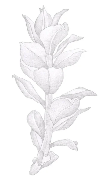 Beautiful pencil drawing wild flower branch with leaves — Stock Photo, Image