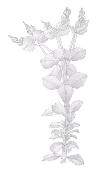 Bella matita disegno ramo di fiore selvatico con foglie — Foto Stock