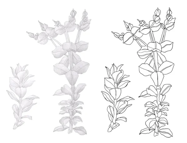 Schöne Zeichnung Wildblumenzweig mit Blättern — Stockfoto
