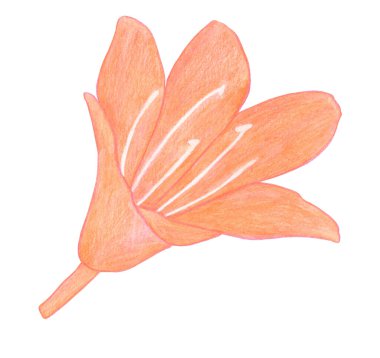 Beyaz arkaplanda kırmızı turuncu zambak çiçeği çizen renkli kalemler