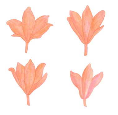 Renkli kalemler çiziyor Turuncu zambak çiçekleri beyaz arkaplanda izole