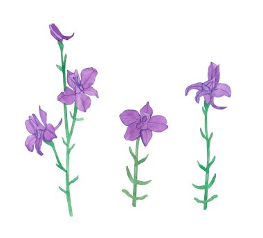 Suluboya yabani mor çiçekler, el yapımı tarla bitkileri ıssız