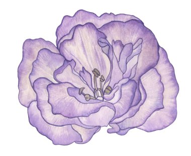 Suluboya Eustoma Lisianthus Büyük çiçek illüstrasyonu beyaz arkaplanda izole
