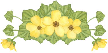 Beyaz arka planda yaprakları olan sarı bahar çiçeklerinin suluboya bileşimi. Tasarım için çiçek illüstrasyonu