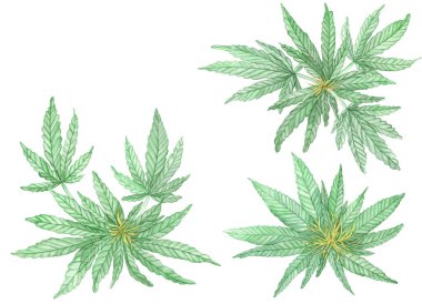 Çiçek açan kenevir bitkisinin suluboya yeşil dalları beyaz arka planda yapraklarla