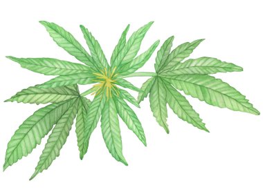 Çiçek açan kenevir bitkisinin suluboya yeşil dalları.