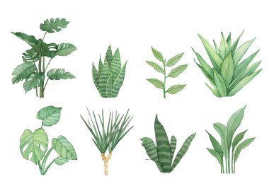 Beyaz arka planda izole edilmiş ev bitkileri, canavarlar, dracena ve sansevieria ile suluboya resimleme