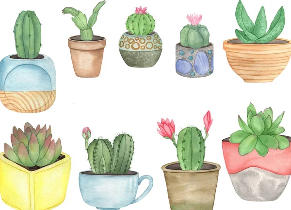 Suluboya kaktüs ve boho saksıları, el çizimi çiçek çizimleri.