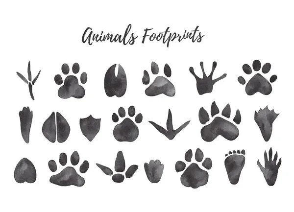 Aquarell Illustration schwarzer Tier- und Vogelspuren - Bär, Wolf, Huhn, Elch, Ente Pfotenabdrücke — Stockfoto