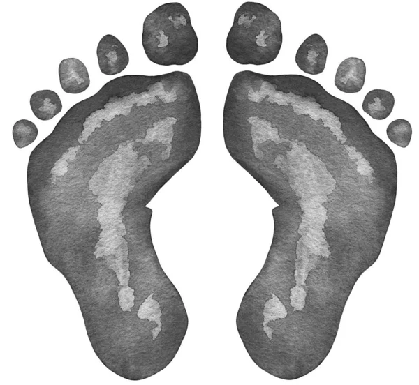 Akwarela Double Black Foot Druki ilustracji izolowane na białym tle — Zdjęcie stockowe
