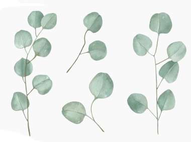 Suluboya okaliptüs, suluboya dallar illüstrasyonu. Beyaz arkaplanda elle boyanmış.