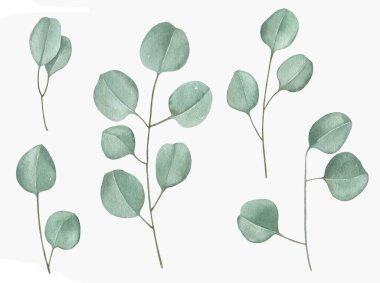 Suluboya okaliptüs, suluboya dallar illüstrasyonu. Beyaz arkaplanda elle boyanmış.