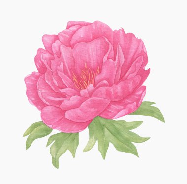 Elle boyanmış Büyük Pembe Şakayık. Şakayık ve yaprakların suluboya çizimi.