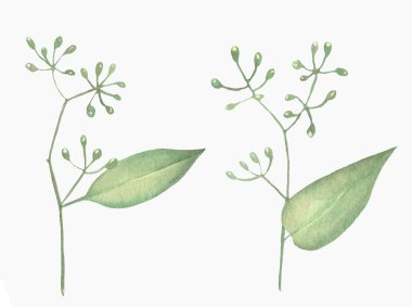 Suluboya okaliptüs, suluboya dallar illüstrasyonu. Beyaz arkaplanda elle boyanmış.