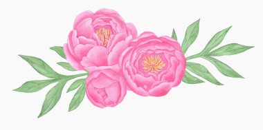 El boyası çiçek unsurları ayarlandı. Şakayık ve yaprakların suluboya çizimi. Beyaz arkaplanda izole edilmiş doğal nesneler