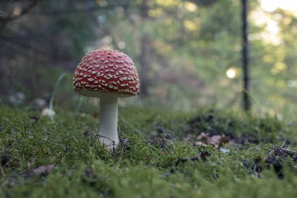 Amanita Muscaria, zehirli mantar. Fotoğraf doğal ormanda çekilmiştir.