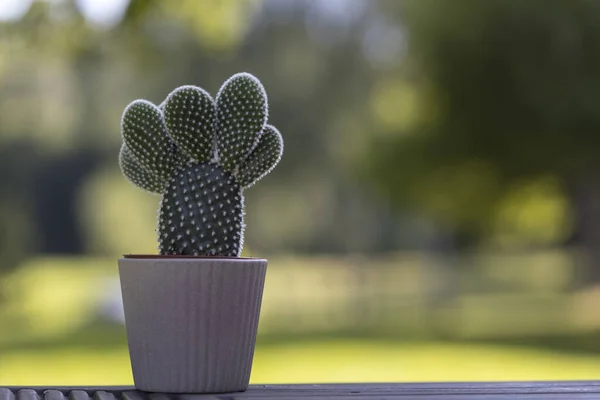 Kaktus i den vita krukan på suddig gul bakgrund — Stockfoto