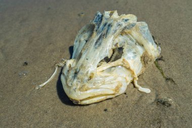 Sahilde ölü balık kafası iskeleti..