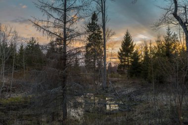 Karanlık sisli orman sahnesi Bulutlu bir sabahta çekilen ölü ağaçlarla
