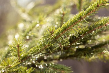 Spruce şubesi. İğneli ladin güzel dalı.