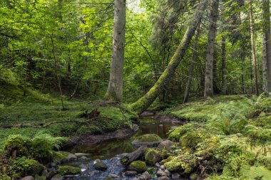 Dağ nehri yeşil ormandan akıyor. Ormanda akarsu.