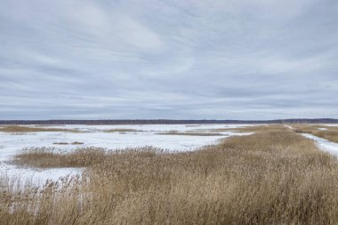 Gelişmiş bir bataklık gölü, bataklık çayırları ve bataklıkları olan kış manzarası harika kümülüs bulutları, Sedas fundalığı, Letonya