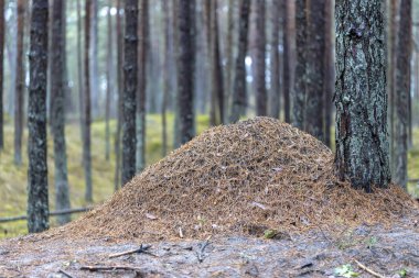 Ormanda büyük bir karınca yuvası. Yaz ormanlarında karınca kolonisi olan büyük bir karınca yuvası.
