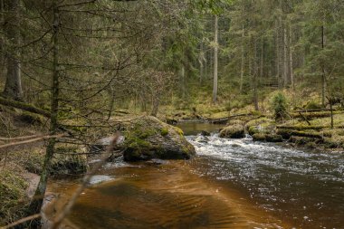 İlkbaharda Letonya 'da yosunlu kayaların üzerine şelale düşer.