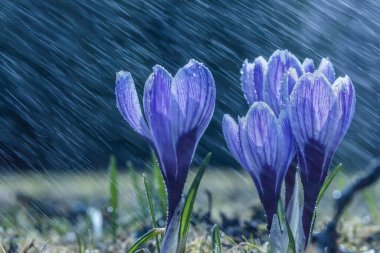Yağmurlu bir bahar günü. Mor kır çiçekleri yakın planda, seçici odak