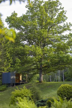 Hareketli yeşil yaprak kuleleri olan görkemli bir meşe ağacı huzur dolu bir manzaranın içine yerleştirilmiş tuhaf bir kulübenin yanında. Güneş ışığı dalların arasından süzülüp doğanın sükunetini vurgular..