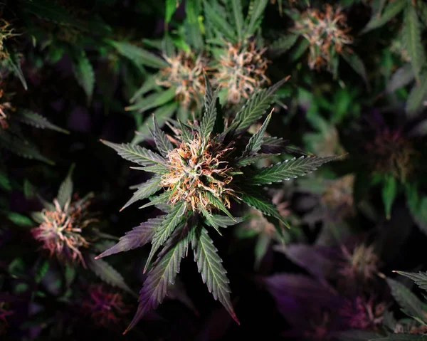 Érlelés Cannabis Bimbó Egy Bokor Zöld Levelek Fekete Alapon — Stock Fotó