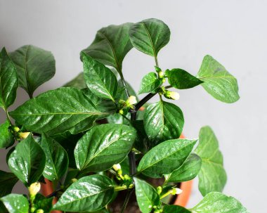 Çiçek saksısında yeşil çalılık biber evin arka planında