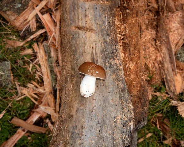 Beautiful Forest Mushroom Lies Trunk Fallen Tree — Stock Photo, Image