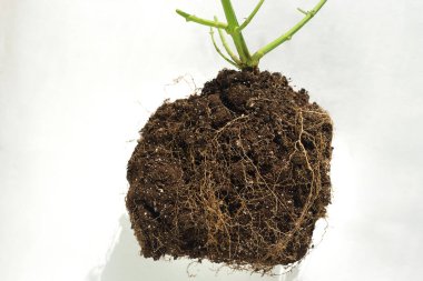 Azaltılmış gövde ve hafif bir zemin üzerinde toprak kenevir kökleri