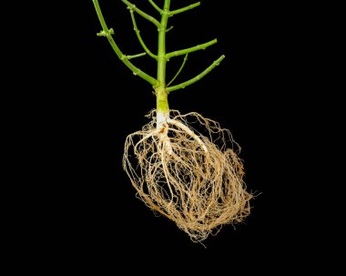 the remainder of the trimmed stem and peeled cannabis roots on a black background clipart
