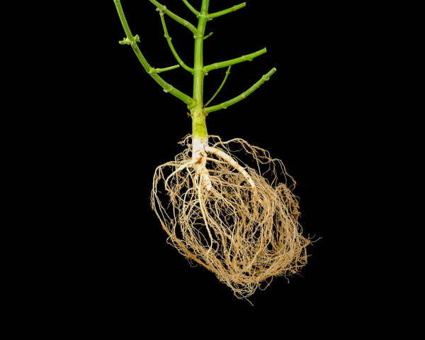 the remainder of the trimmed stem and peeled cannabis roots on a black background