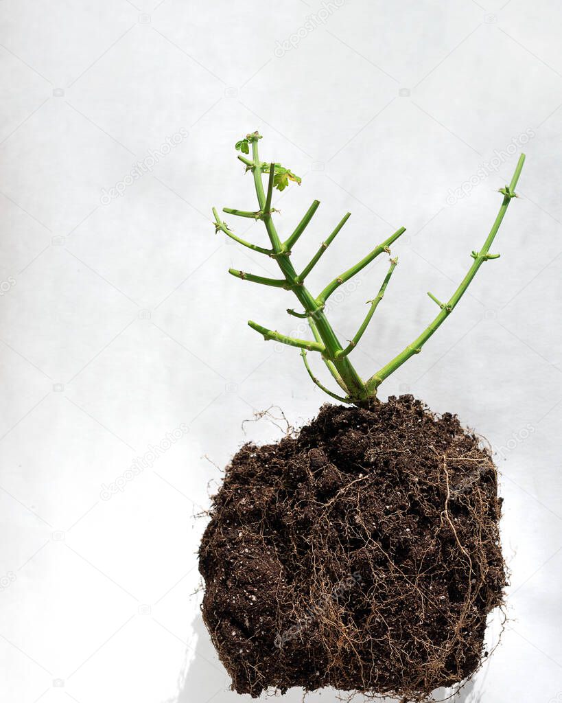 the remainder of the trimmed trunk and cannabis roots in soil on a light background