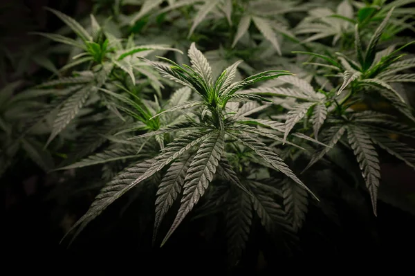 Arbusto Cannabis Com Vista Lateral Folhagem Verde Densa Escura — Fotografia de Stock