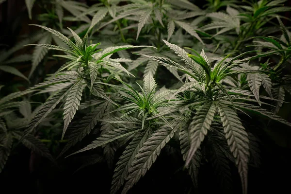 Cannabis Bokor Sötét Sűrű Zöld Lombozat Oldalon Nézet — Stock Fotó