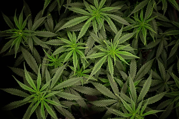 Cannabis Bokor Sűrű Zöld Lombozat Közeli Felső Nézet — Stock Fotó