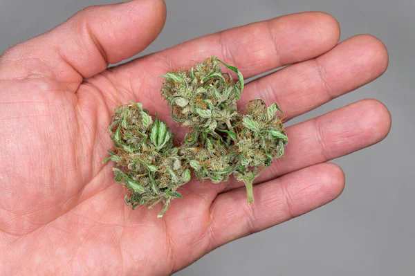 Reife Getrocknete Marihuana Knospen Der Hand Eines Mannes Auf Hellem — Stockfoto