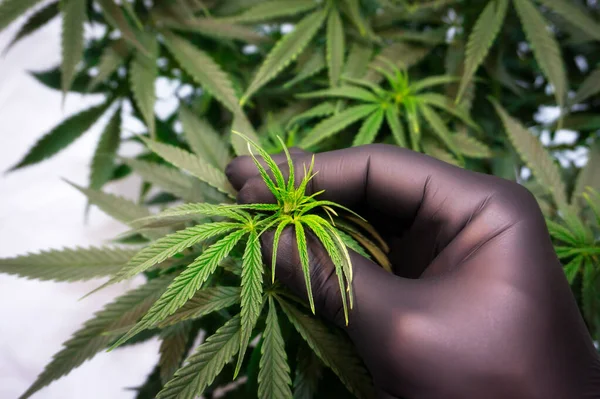 Hand Black Glove Holds Cannabis Inflorescence Young Green Leaves — Stock Photo, Image