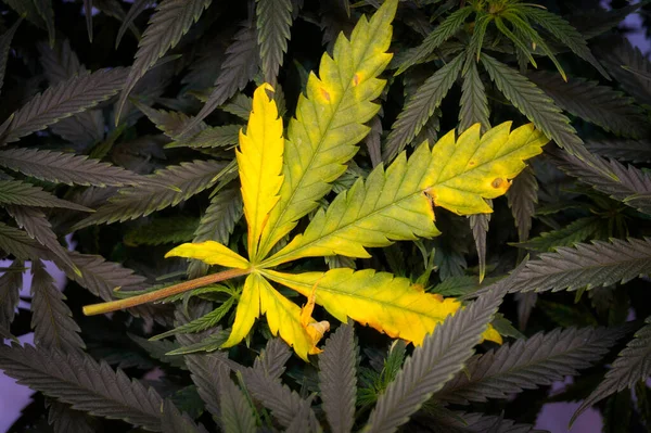 Feuille Cannabis Jaune Brûlée Par Lumière Engrais Sur Fond Feuilles — Photo