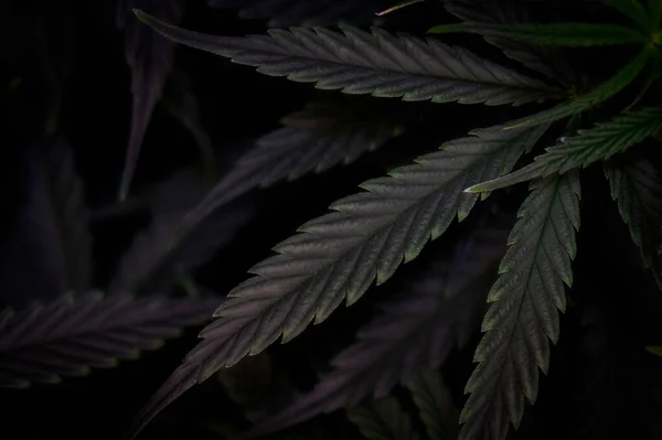 Kannabisz Levél Textúra Zöld Lombozat Háttér Sötét Téma — Stock Fotó
