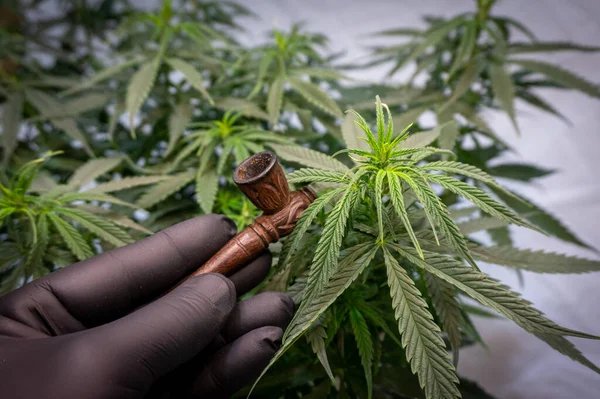 Cachimbo Madeira Fumando Mão Com Uma Luva Preta Lado Arbusto — Fotografia de Stock