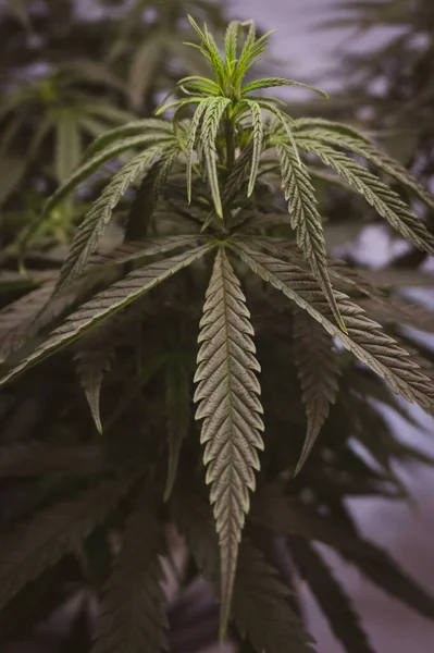 Cannabis Pflanze Spitze Mit Weichem Kontrast Vertikales Bild — Stockfoto