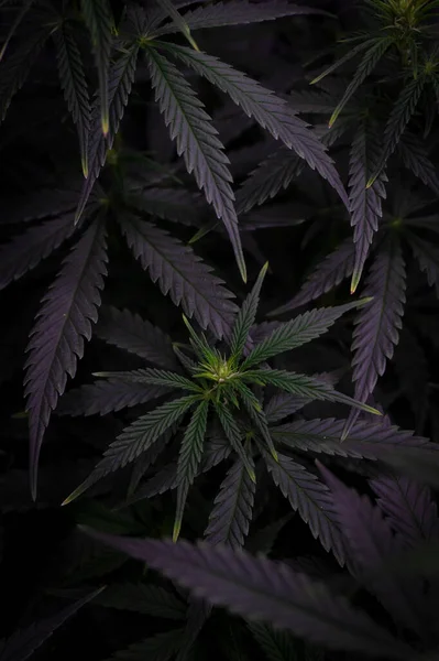 Cannabis Bokor Levelek Sötét Stílusú Háttér Kép — Stock Fotó