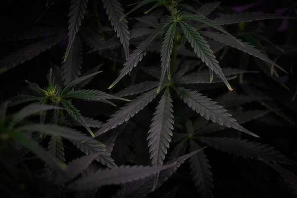Arbusto Cannabis Con Hojas Imagen Fondo Estilo Oscuro — Foto de Stock